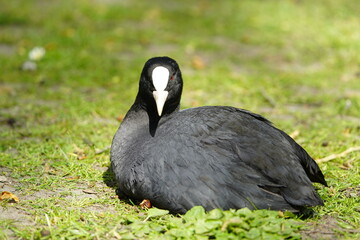 Eurasian Coot (Fulica atra) Rallidae family. Hanover – Herrenhausen, Germany.