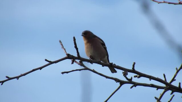 Finch (Latin Fring lla co lebs) a songbird sings on a tree branch. Video.