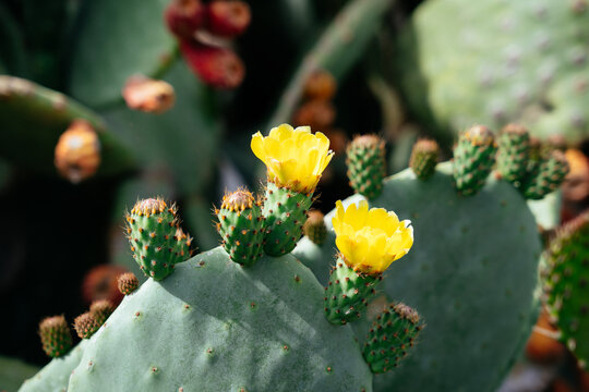 Blooming opuntia plant. Prickly cactus with yellow flowers. Nature in spring season.