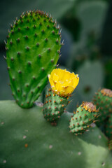 Blooming opuntia plant. Prickly cactus with yellow flowers. Nature in spring season.