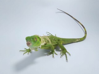 Young iguanas molt in a studio isolated on a white background