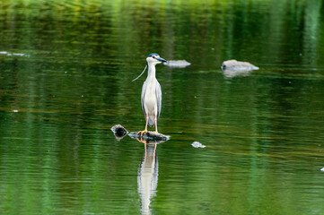The egret in the green pond has an elegant posture, a thriving natural ecology, a beautiful environment, and atranquil and peaceful atmosphere. It was photographed at the Guanlu Pavilion in West Lake 