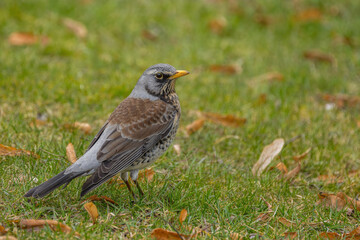 Obraz premium Fieldfare