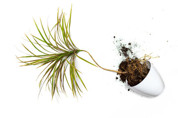 white plant pot of damaged houseplant on white background. Flower pot with spilled out soil against...