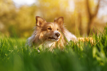 Shetland Sheepdog in the green meadow.