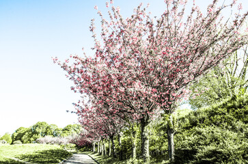 Alley with blooming pink sakura trees stock photo 