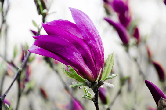 Beautiful pink magnolia flower in the garden stock photo