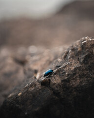 A blue beetle on a rock by the sea