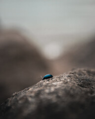 A blue beetle on a rock by the sea