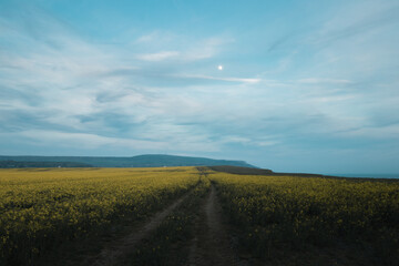 Fototapeta na wymiar The setting sun above a field of yellow flowers