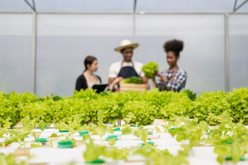 Gardeners work on hydroponic vegetable farms. Happy wandering and harvesting 3d male and female farmer holding green salad box looking at camera with smile in greenhouse farm