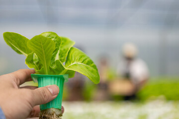 Farmer inspecting vegetable garden in hydroponics organic vegetable farm Successful Ideas of a Vegetable Gardening Business