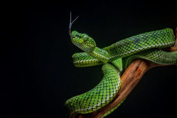 Portrait of a new species of green pit viper, Trimeresurus Calamitas native to nias Island of Indonesia with solid black background