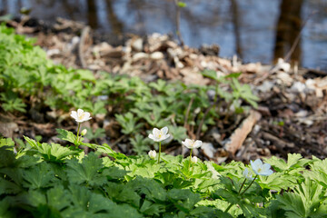 Spring ephemerals (Anemone flaccida, Wild flower, ニリンソウ) swaying in the spring breeze in the wildflower garden at Midorigaoka Park, Obihiro City, Japan