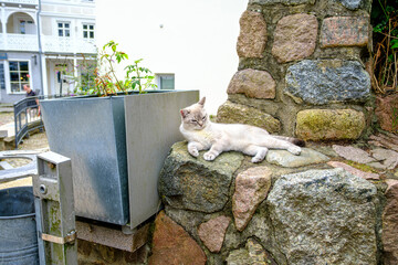 Domestic Cat on a Stone Wall