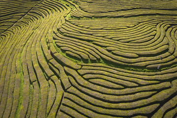 Aerial view of a tea garden, Tea plantation on Sao Miguel Island