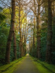 forest path in a park with tall trees on both sides