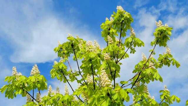 Chestnut tree with blossoms against the background of the sky