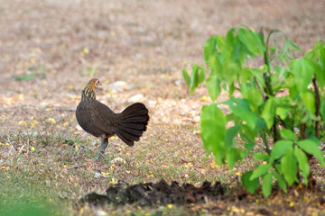 Female jungle fowl is rummaging for food on a field in the forest