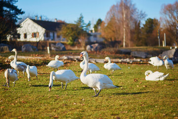Many white swans in countryside