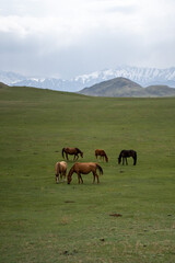 Fototapeta na wymiar horses on a mountain pasture