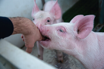 Adorable piglets sucking farmer's finger