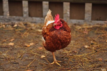 Animals are a traditionally (since the time of Aristotle) distinguished category of organisms, currently considered as a biological kingdom. Animals are the main object of zoology study.