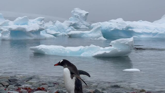 Gentoo Penguins on the beach in Antarctica