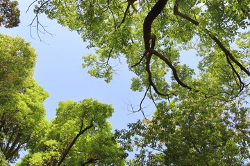 初夏の森