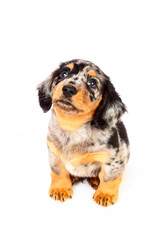 Studio shot photo of a male dachshund puppy dog © Andrew Gardner