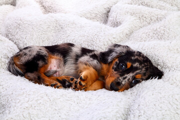 Sleepy dapple dachshund puppy laid on a grey fleece