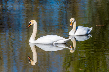 A view of a pair of swans on the River Arrow near Alcester in early summer