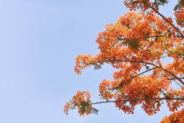 orange flower peacock flower Flambuoyant tree, Flame of the forest,