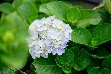Fototapeta premium white hydrangea in full blooming surround by its leaf
