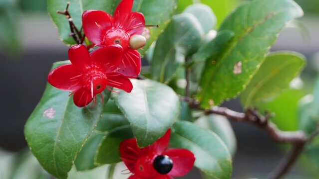 Bud of Mickey mouse flower (Ochna kirkii Oliv) with green leaves