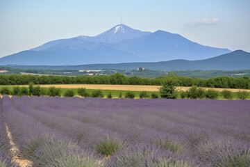 lavender field with mountain range in the background, created with generative ai