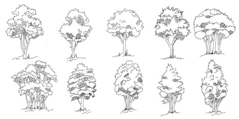 Set of hand drawn architect trees. Tree Sketch Architectural illustration landscape