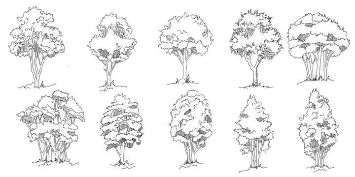 Set of hand drawn architect trees. Tree Sketch Architectural illustration landscape