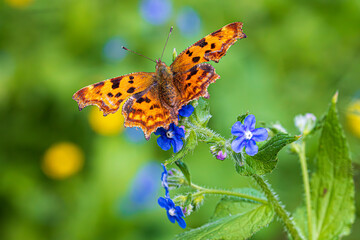 butterfly on flower