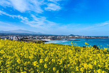 Hamdeok Beach, Jeju, South Korea, where you can see beautiful mountains, blue sky, and yellow canola flowers © SeungWon