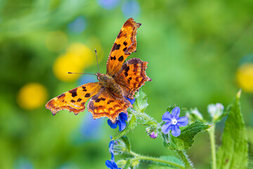 butterfly on flower