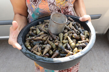 Myanmar woman vendor carrying bowl full of river snail for selling, Myawaddy Myanmar
