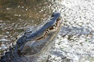 Obraz premium alligator at Circle B Bar Reserve, Polk County Florida