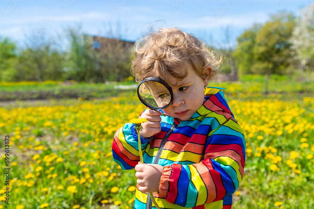 Wall mural a child examines plants with a magnifying glass. selective focus.