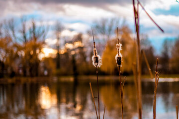 schilf im sonnenuntergang
