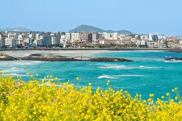 Hamdeok Beach, Jeju, South Korea, where you can see beautiful mountains, blue sky, and yellow canola flowers - obrazy, fototapety, plakaty