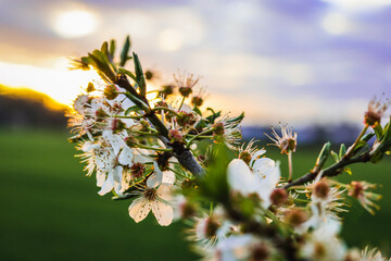 flowers in the morning