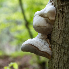 Fomes fomentarius, tinder fungus, polypore on beech trunk