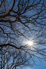 Sun peeking through silhouetted bare tree branches