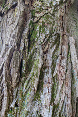 Obraz premium Rough tree bark texture with green moss